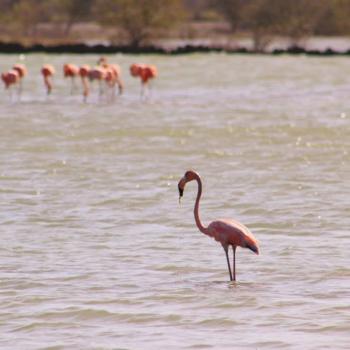 Flamingo's bij Jan Kok