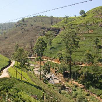 Thee velden bij Nuwara Eliya
