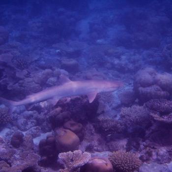 Foto door Lizette Schuurman