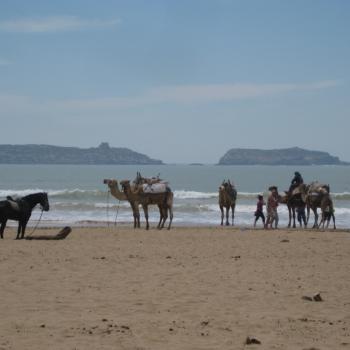 Dromedarissen op het strand