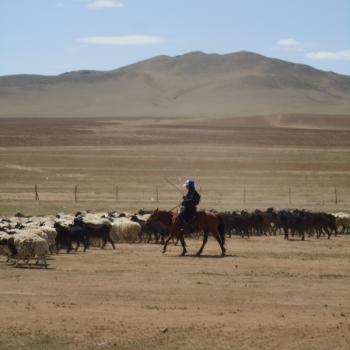 herders met hun schapen