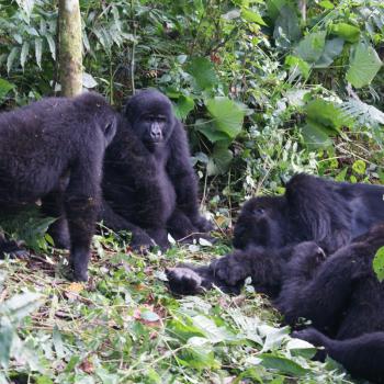 Gorilla's
