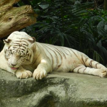 Foto door Frederique Beckers