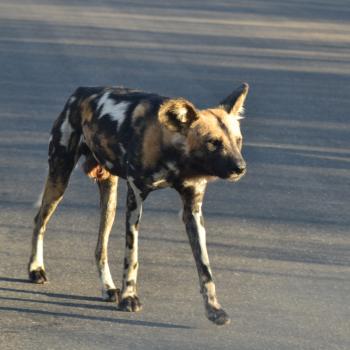 Wild dogs