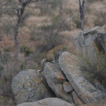 Leopard!
