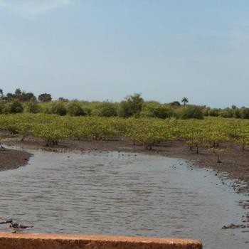 Natuur in Gambia