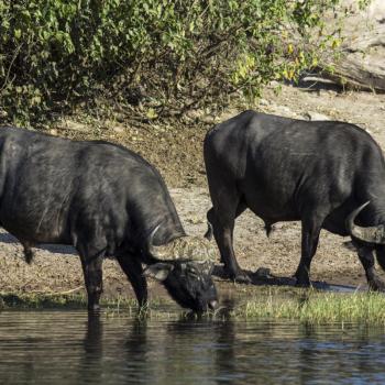 Buffels langs de waterkant