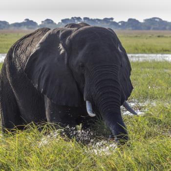 Grazende olifant