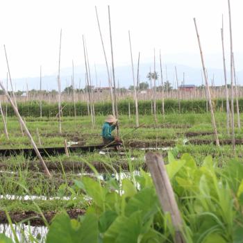 Drijvende tuinen op Inle Meer