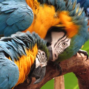 Papegaaien in het vogelpark Iquazu