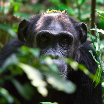 Chimpanzees in Kibale Forest