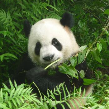 Panda in Chengdu