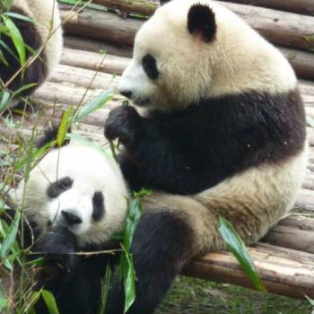 pandaberen bij Chengdu