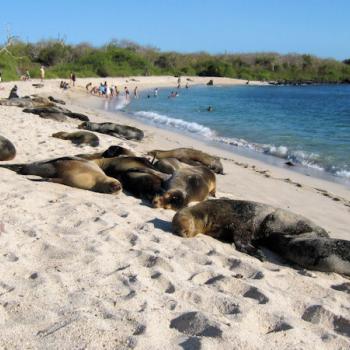 Strandje Playa Punta Carola  met Galapagos zeeleeuwen
