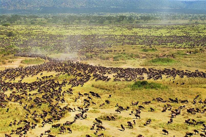 Serengeti