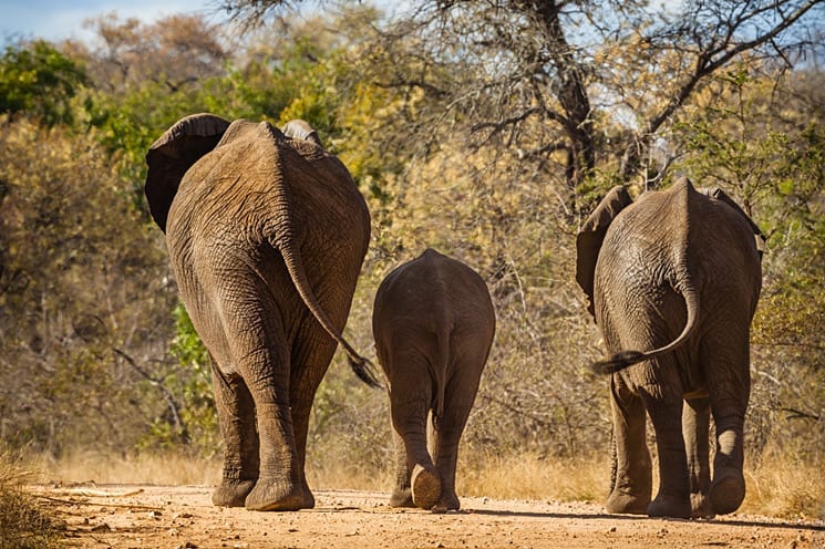 Kruger National Park