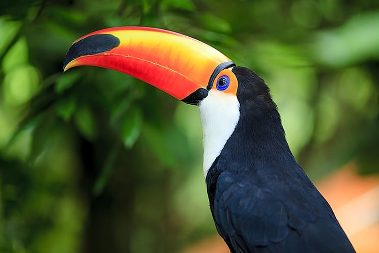 Amazone, Brazilië