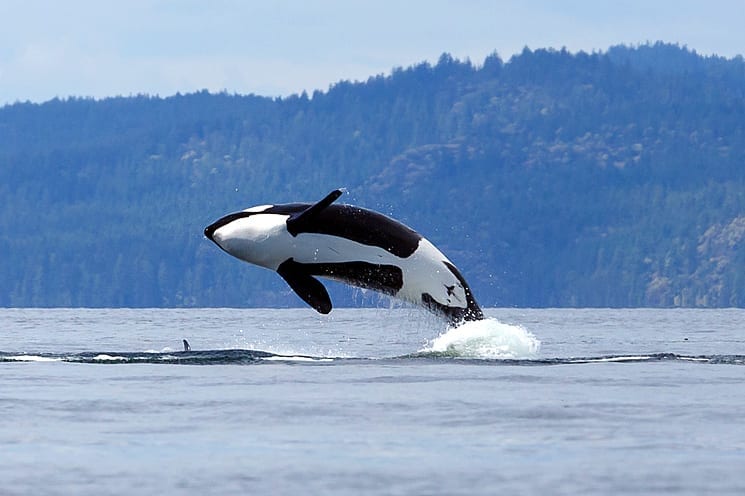 Vancouver Island, Canada