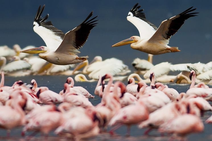 Lake Naivasha, Kenia