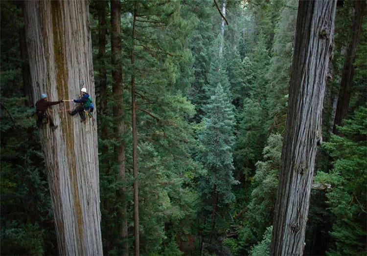 Redwood boomklimmen, Amerika