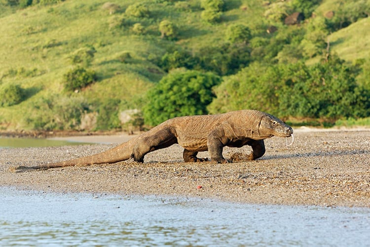 Komodo varaan