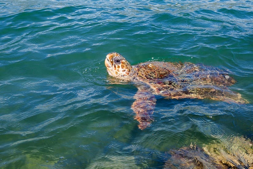 Caretta Caretta schildpadden, Zakynthos