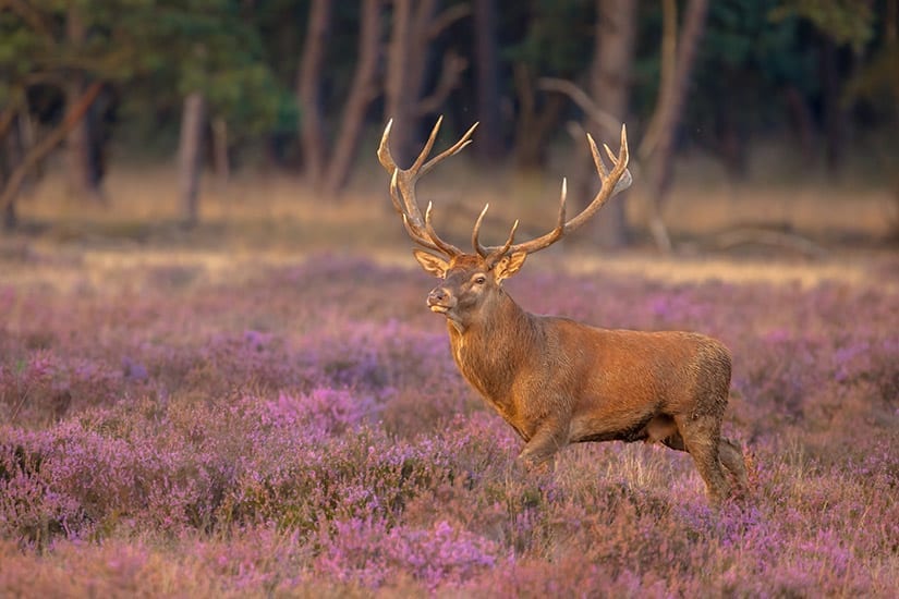 Nationaal Park Hoge Veluwe