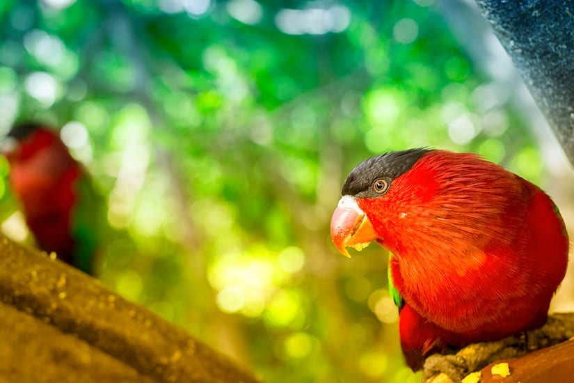 Loro Parque, Tenerife