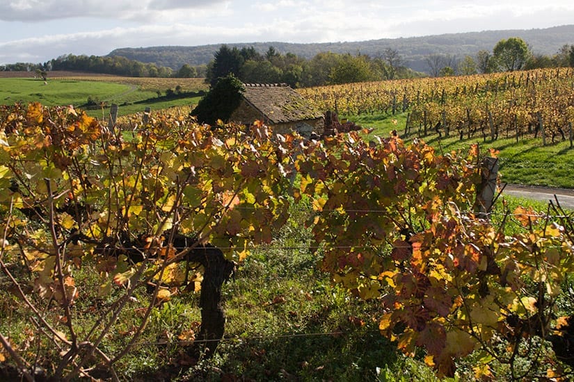 Wijngaarden bij Arbois, Jura