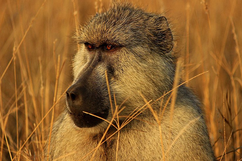 Baviaan in Tsavo East