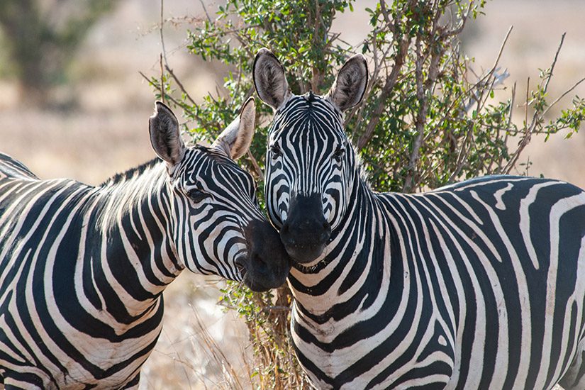 Zebra's in Tsavo East