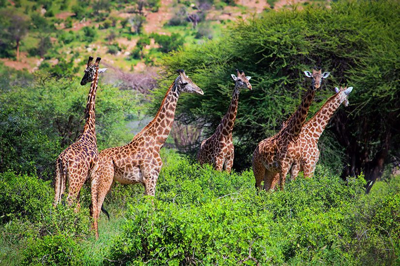 Giraffen in Tsavo West