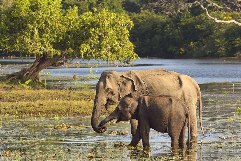 Yala National Park olifanten