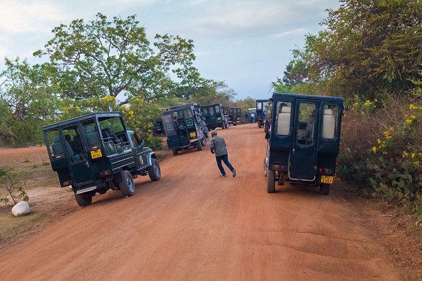 Yala National Park safari