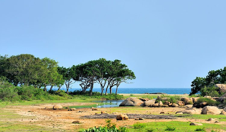 Yala National Park zee