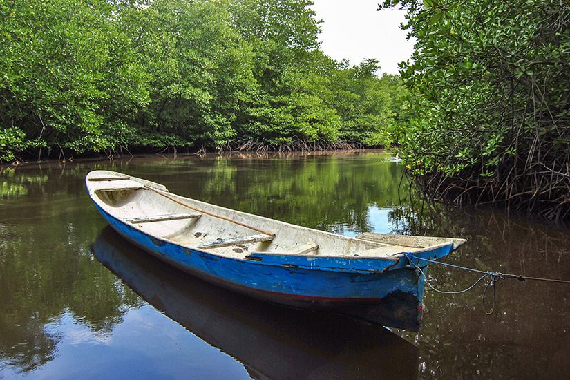 Mangrove Forest, Nusa Lembongan