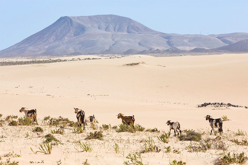 Parque Natural de Corralejo