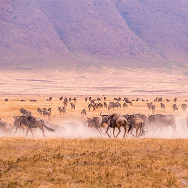 Ngorongoro