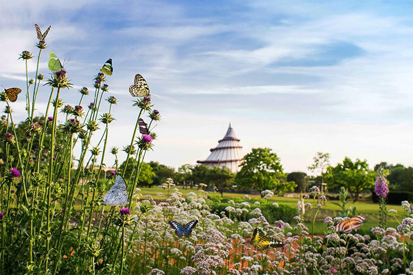 Vlinders in het Elbauenpark in Maagdenburg