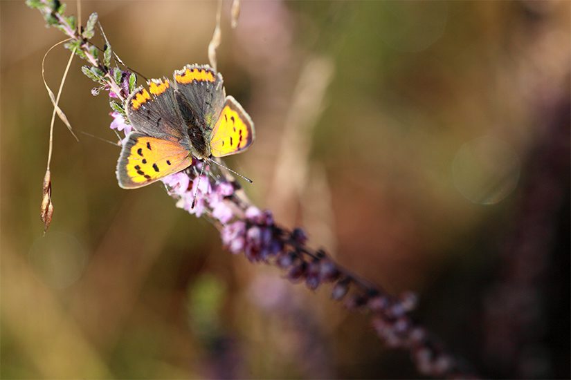 Vlinder op heide in Nationaal Park Dwingelderveld