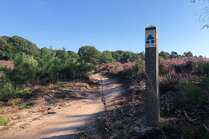 Heide op de Sallandse Heuvelrug