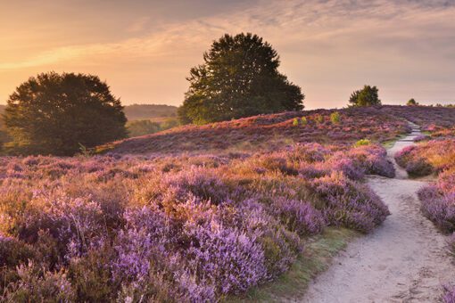 Heidebloei in Nederland