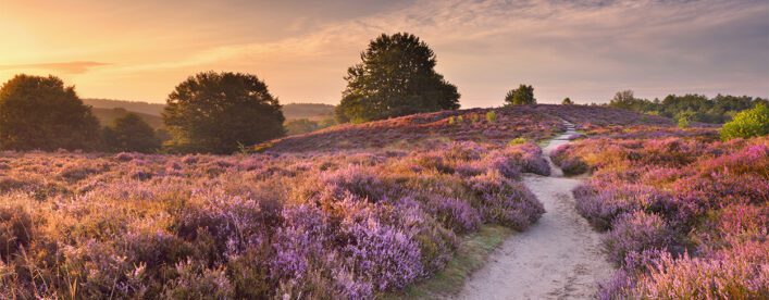Heidebloei in Nederland