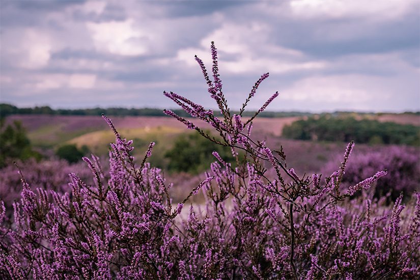 Heidebloei