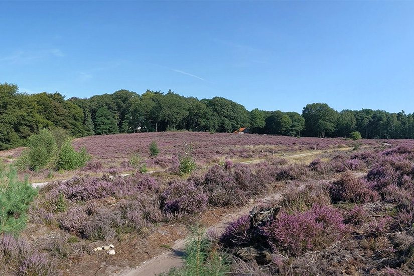 Sallandse Heuvelrug Panorama