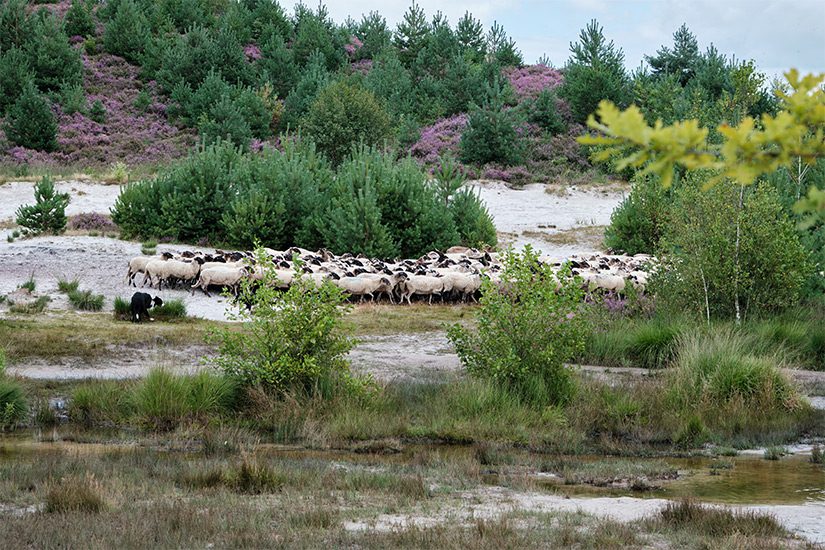 Brunssummerheide schapen