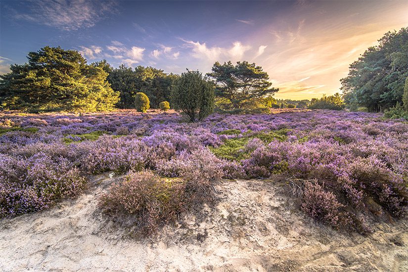 Terhorsterzand Dwingelderveld