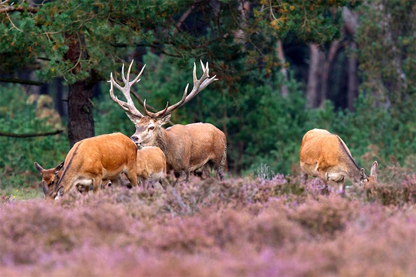 Wild op de Veluwe tijdens de heidebloei