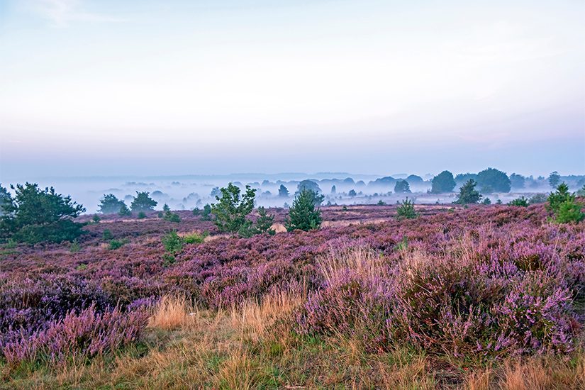Zonsopkomst op de Veluwe