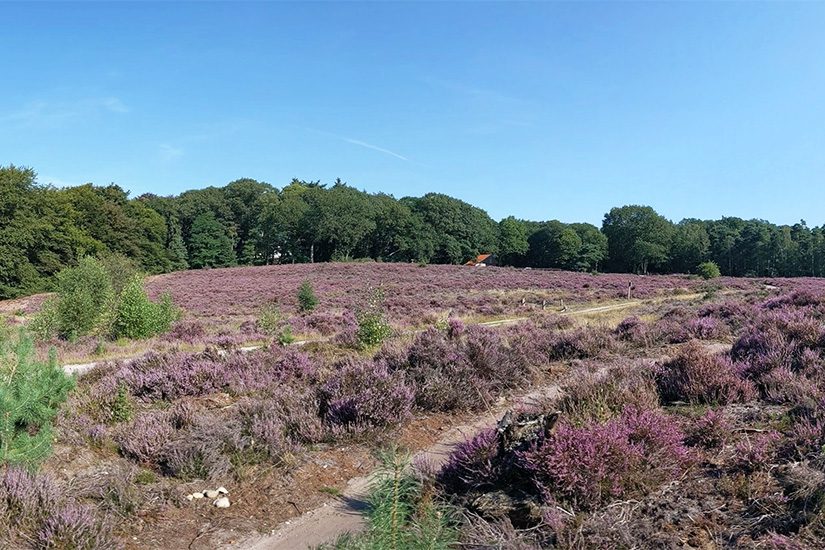 Sallandse-Heuvelrug Twente